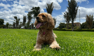 Sebastiàn Castro/unsplash.com Hund